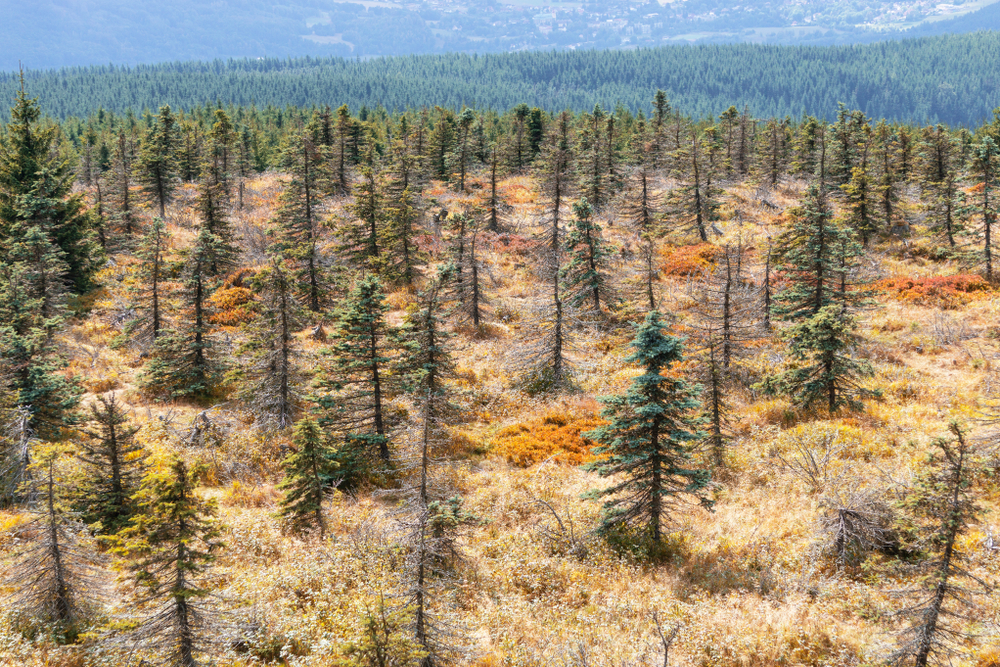 Sucho ničí tuzemské lesy. Příští rok bude potřeba vytěžit na pět milionů kubíků dřeva